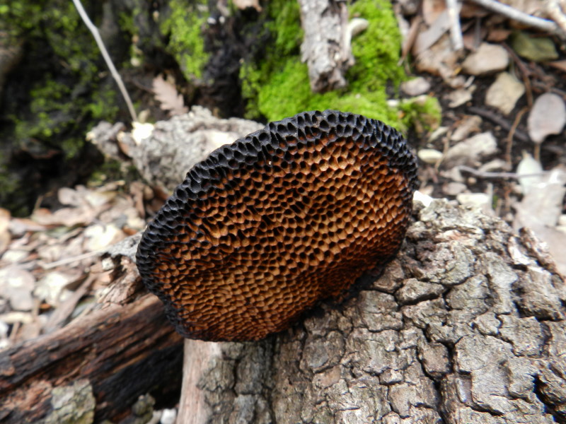 Hexagonia nitida